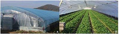 Estimation of Evapotranspiration and Water Requirements of Strawberry Plants in Greenhouses Using Environmental Data